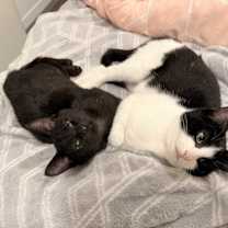 Thumbnail photo of Marlowe #3