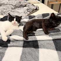 Thumbnail photo of Marlowe #4