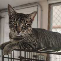 Thumbnail photo of Oregana #1