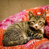 Thumbnail photo of Easton #1