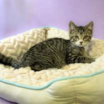 Thumbnail photo of Easton #2