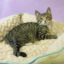 Thumbnail photo of Easton #3