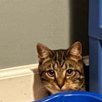 Thumbnail photo of Savy #2