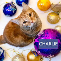 Thumbnail photo of Charlie (FCID# 12/18/2023 - 71 Trainer) #1