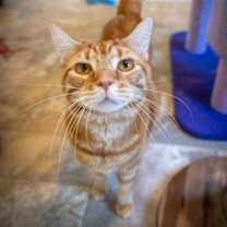 Thumbnail photo of Charlie (FCID# 12/18/2023 - 71 Trainer) #2