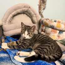 Thumbnail photo of Victor #3