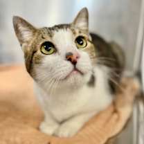 Thumbnail photo of Cadie #1