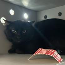 Thumbnail photo of Ghoul #2