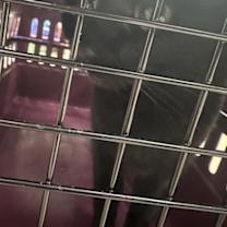 Thumbnail photo of Elphaba (615) #2