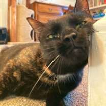 Thumbnail photo of Ginger #1