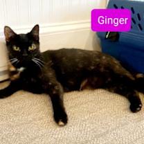 Thumbnail photo of Ginger #2