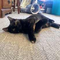 Thumbnail photo of Ginger #3