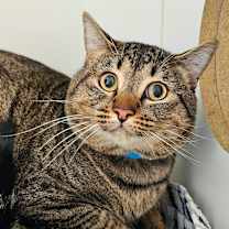 Thumbnail photo of MARLOW #1