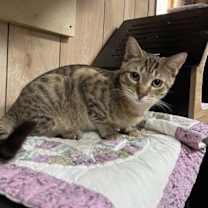 Thumbnail photo of Lionel 3.26.25 & Windy 4.23.25 #2