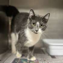 Thumbnail photo of Dove #4