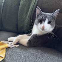 Thumbnail photo of Pugsley Addams #2