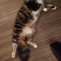 Thumbnail photo of Purple #3