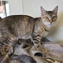 Thumbnail photo of Nala #2