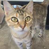 Thumbnail photo of Nala #3