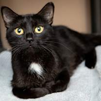 Thumbnail photo of Molly #1