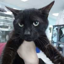 Thumbnail photo of Taffy+ #1