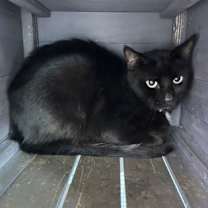 Thumbnail photo of Taffy+ #2