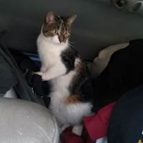 Thumbnail photo of Stardrop #2