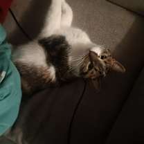 Thumbnail photo of Stardrop #3