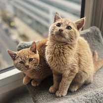 Thumbnail photo of Harry #1