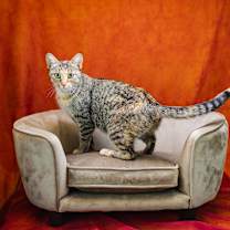 Thumbnail photo of Electra-C #1