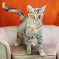 Thumbnail photo of Electra-C #3