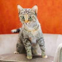 Thumbnail photo of Electra-C #4