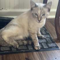 Thumbnail photo of Diesel #1