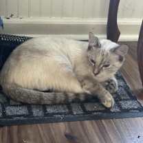 Thumbnail photo of Diesel #2