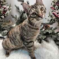 Thumbnail photo of KITTEN KATNISS #1