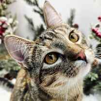 Thumbnail photo of KITTEN KATNISS #2