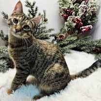 Thumbnail photo of KITTEN KATNISS #3