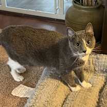 Thumbnail photo of Bella #1