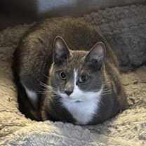 Thumbnail photo of Bella #2