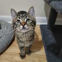 Thumbnail photo of Clawdius #2