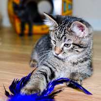 Thumbnail photo of Clawdius #4