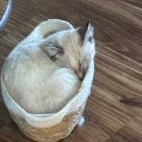 Thumbnail photo of Diesel #3