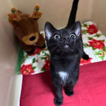 Thumbnail photo of Skor #1