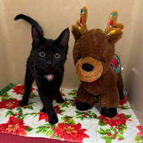 Thumbnail photo of Skor #2