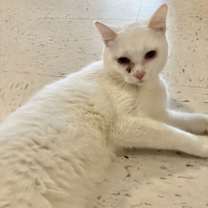 Thumbnail photo of Polar Bear #2