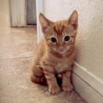 Thumbnail photo of Orange #1