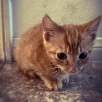 Thumbnail photo of Orange #2