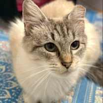 Thumbnail photo of Mamoo #2