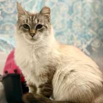 Thumbnail photo of Mamoo #4