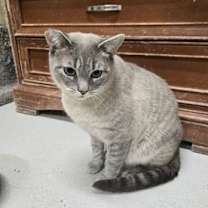 Thumbnail photo of Koki -  OF106 #1